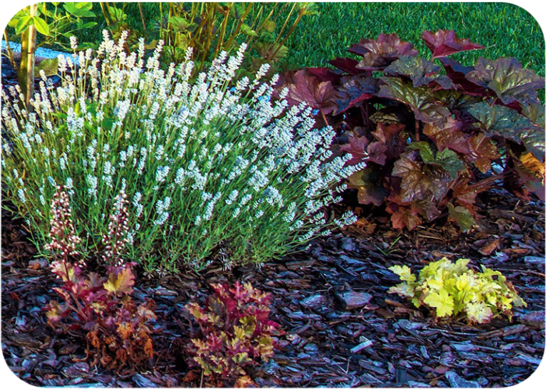 fastest-growing-evergreen-shrubs-for-shade